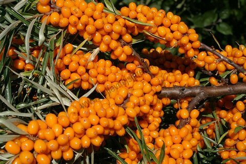Rakytník samosprašný Friesdorfer Orange 20/30 cm, v květináči Hippophae rhamnoides